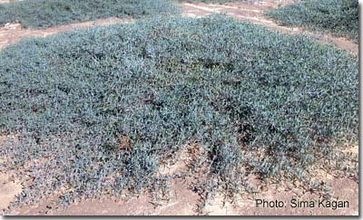 Acacia redolens ‘Desert Carpet'
