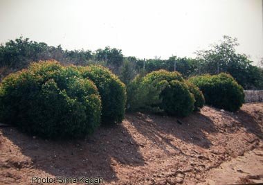 אקליפטוס מסמרי 'כדורי-קקל' - Eucalyptus gomphocephala 'Kaduri-Kkl'