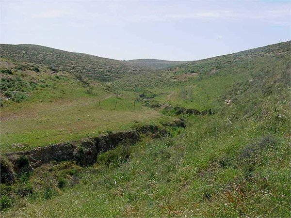 Semiarid rangeland in northern Negev