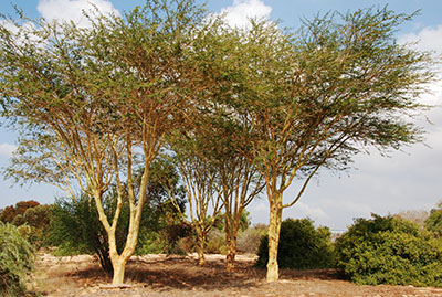 Acacia xanthophloea