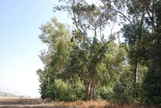 Eucalytus tree