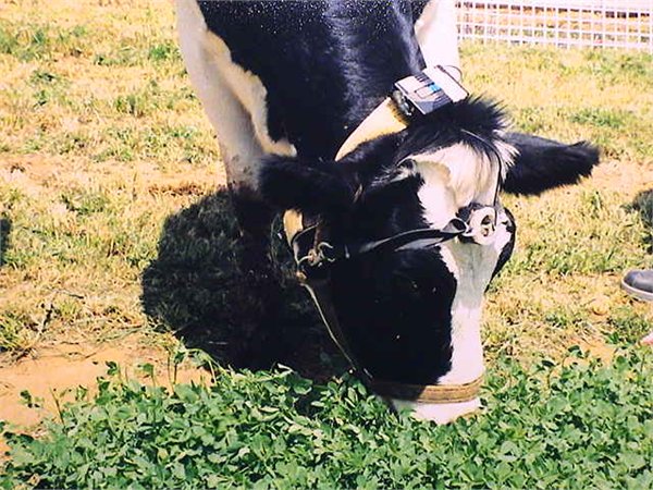 Cow wearing acoustic monitor