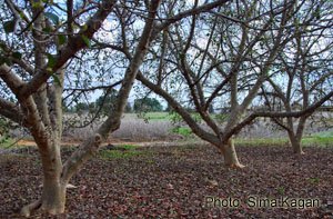 פיקוס השקמה Ficus sycomorus
