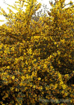 Fremontodendron ‘California Glory'