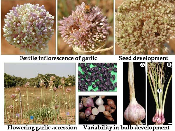Fertility Restoration in Garlic