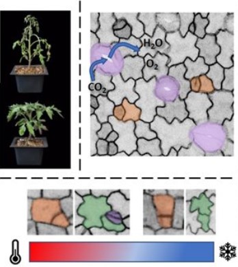 Ido Nir - Plant plasticity under changing environment