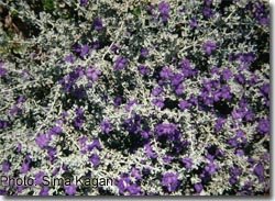 Leucophyllum candidum SilverCloud
