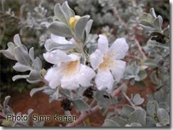 Leucophyllum frutescens 'Alba'