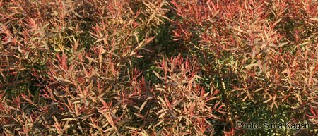 Melaleuca linarifolia ‘Claret Tops’
