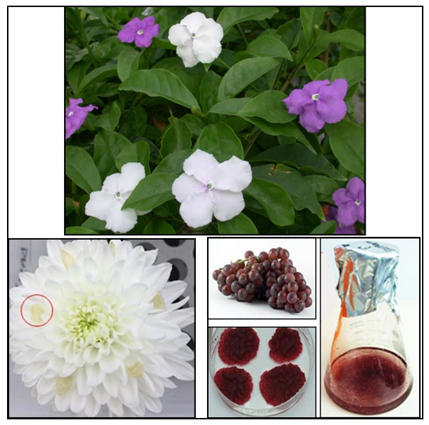 Michal Oren-Shamir Phenylpropanoids in plants: pigments, fragrance and protection