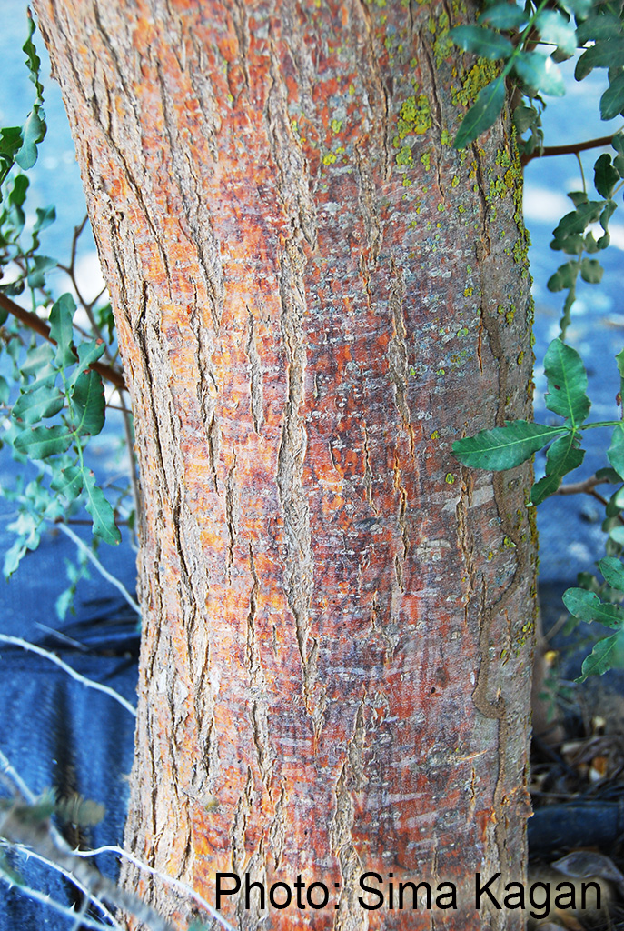 Myrospermum sousanum