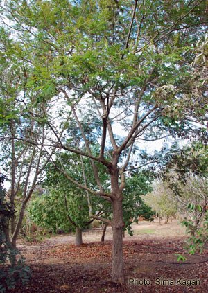 שלטית  אפריקנית Peltophorum africanum