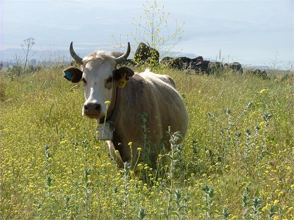 Cow on Mediterranean rangeland