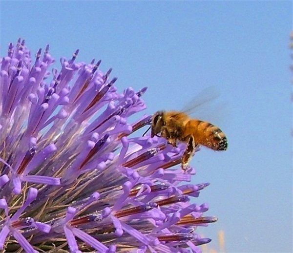 Bee foraging on rangeland