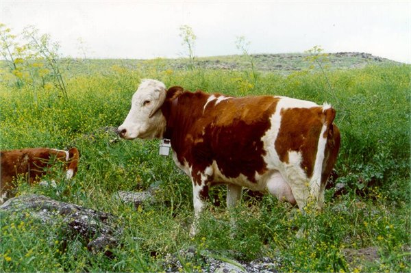 Beef cow on mediterranean rangeland
