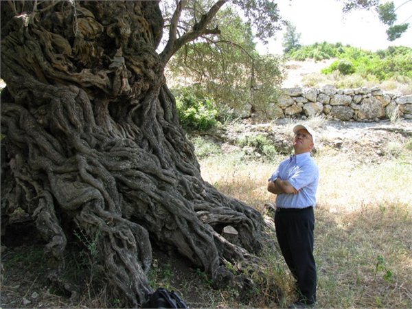 Old olive tree at Bet G’imal monastery 