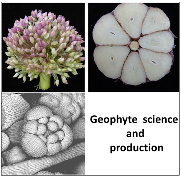 Rina Kamenetsky - Regulation of flowering and dormancy in geophytes and perennial plants