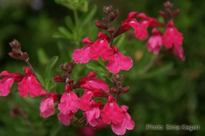 מרוות גרג 'פורמנס רד' • Salvia greggii 'Furman’s Red'