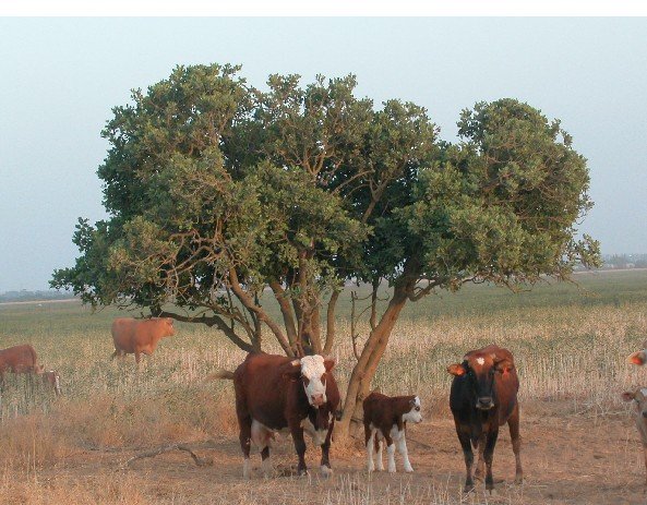 Cattle under tree shade
