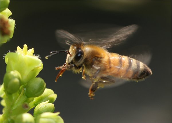 Honeybee pollinating Jatropha curcas