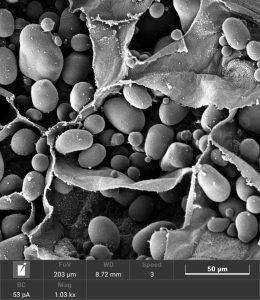 Imaging of Potato Starch by SEM