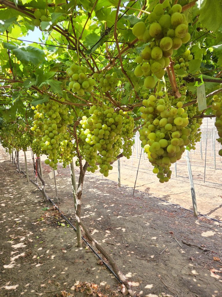 Table Grape
