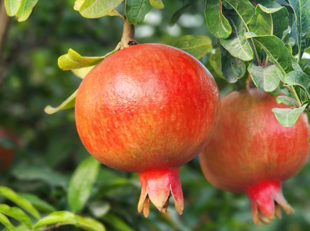 Pomegranate