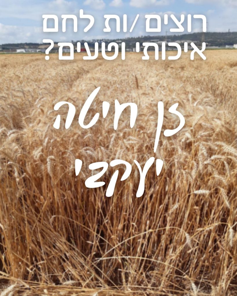 רוצים/ות לחם איכותי וטעים? זן חיטה יעקבי