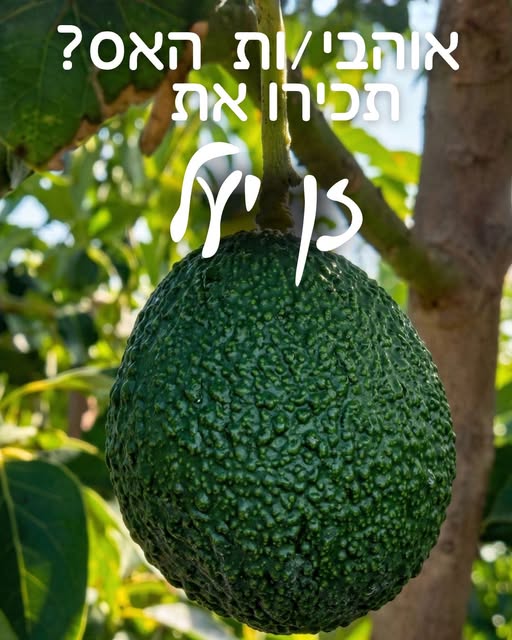 זן אבוקדו יעל