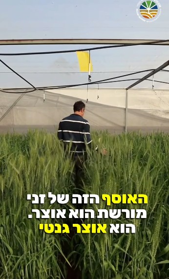 האוסף של זני מורשת הוא אוצר גנטי