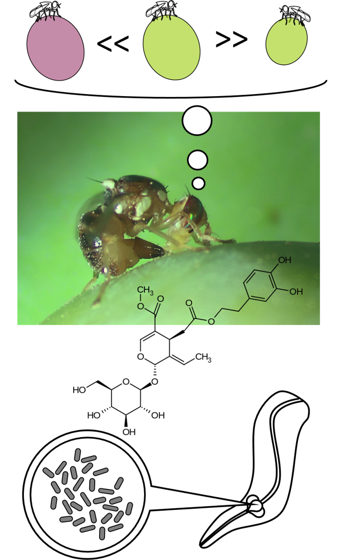 The Insect Ecophysiology Lab is looking for a Master's student ...