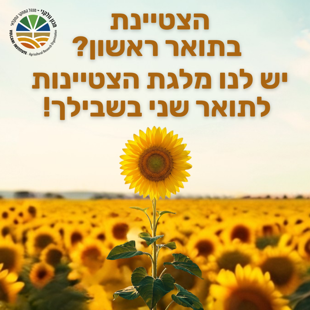הצטיינת בתואר ראשון? יש לנו מלגת הצטיינות לתואר שני בשבילך!