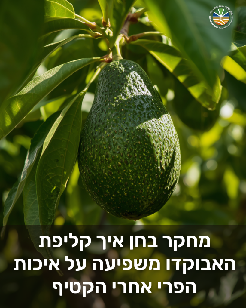מחקר בחן איך קליפת האבוקדו משפיעה על איכות הפרי אחרי הקטיף