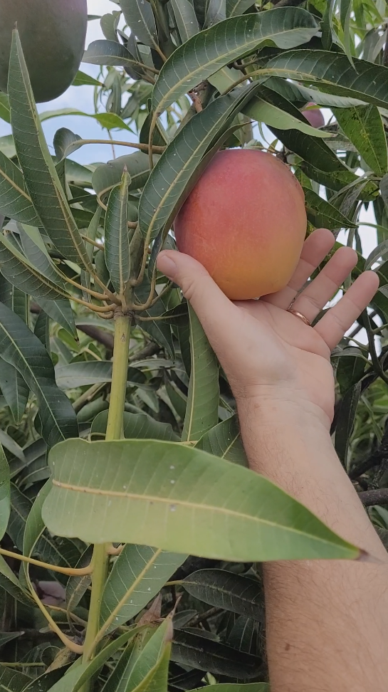 זן מנגו אורלי