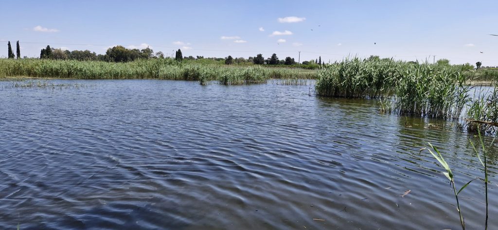 ביצה swamp