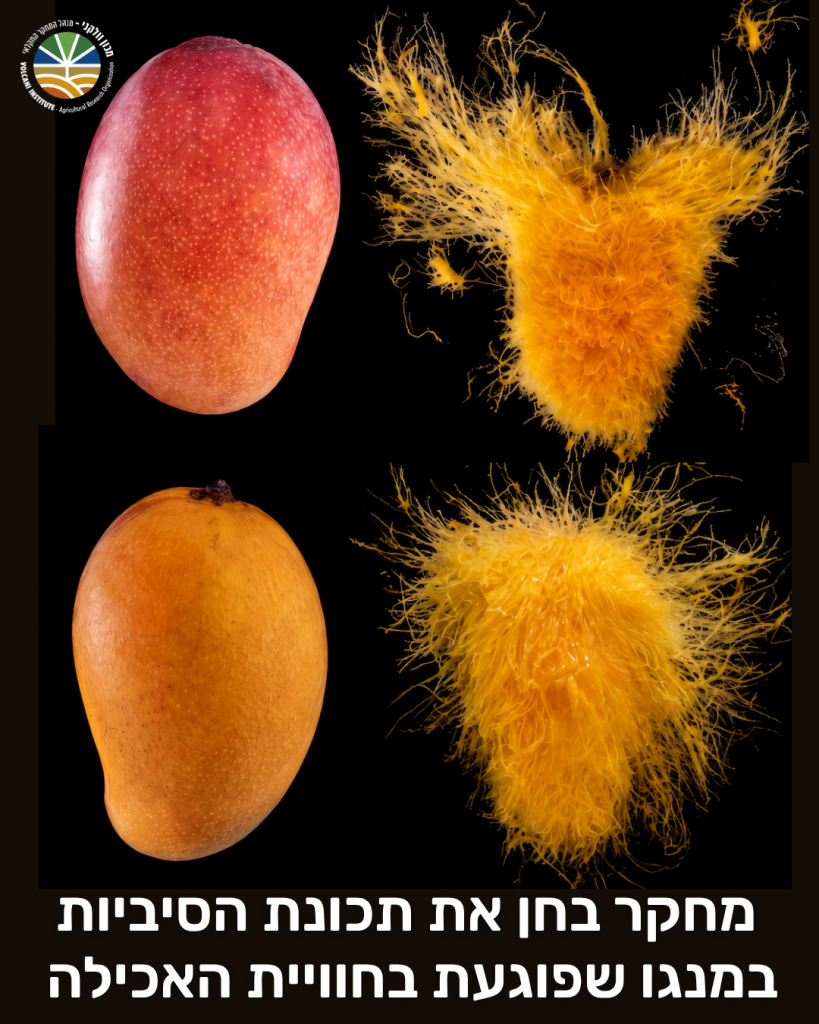 מחקר בחן את תכונת הסיביות הפוגעת בחוויית האכילה
