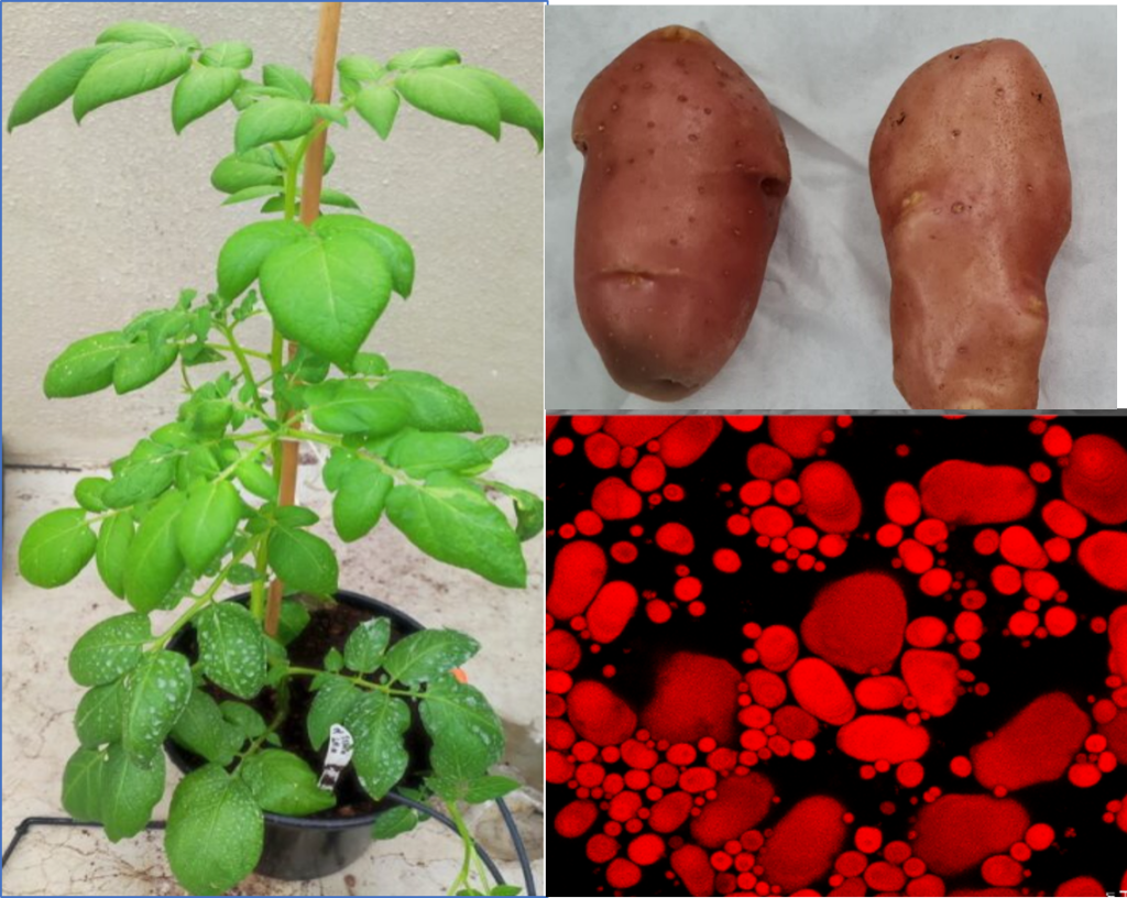 Three research images: a green potato seedling growing in a pot; two mature potato tubers; a red-toned microscopy image showing lipid droplets inside plant tissue cells.