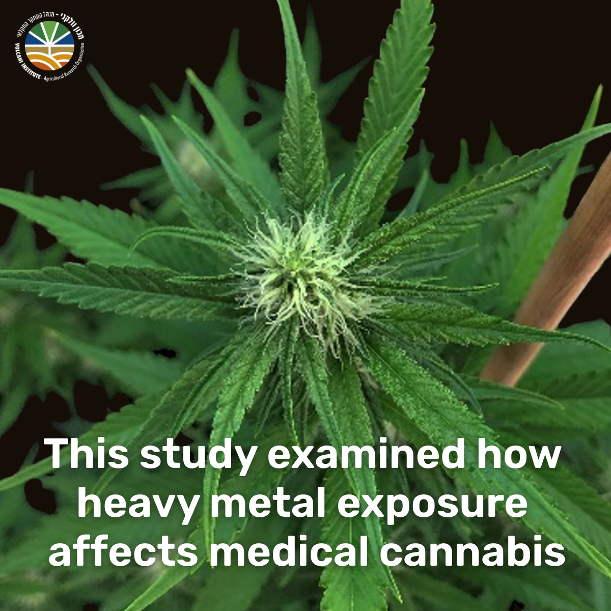 This study examined how heavy metal affects medical cannabis