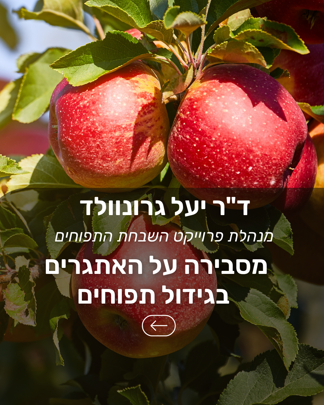 ד"ר יעל גרוונלד מנהלת פרוייקט השבחת תפוחים מסבירה על האתגרים בגידול תפוחים